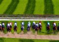 A field of horses and jockeys seen from behind as they race towards a spruce fence