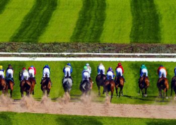 A field of horses and jockeys seen from behind as they race towards a spruce fence