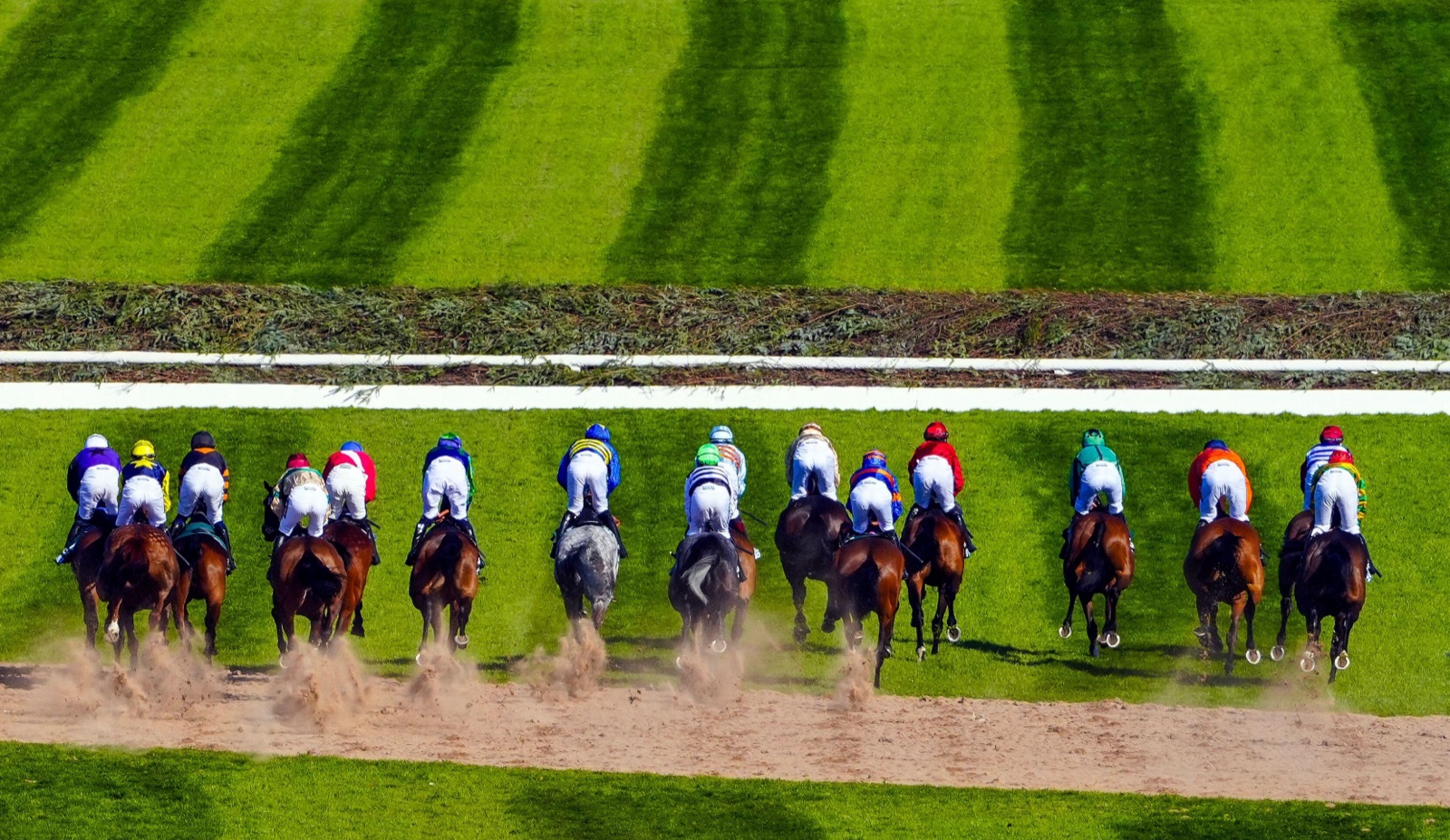 A field of horses and jockeys seen from behind as they race towards a spruce fence